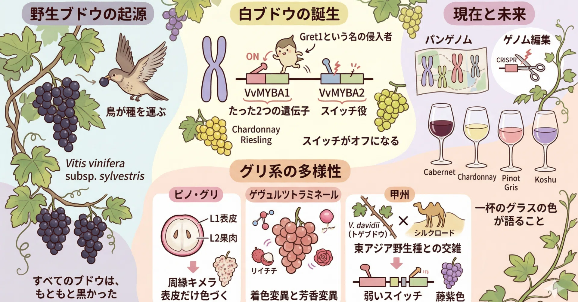 黒ブドウ、白ブドウ、そして「グリ」——ブドウの色はどこから来るのか