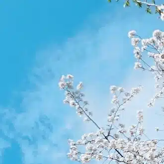 さらりさゆりのほぼ短歌垢