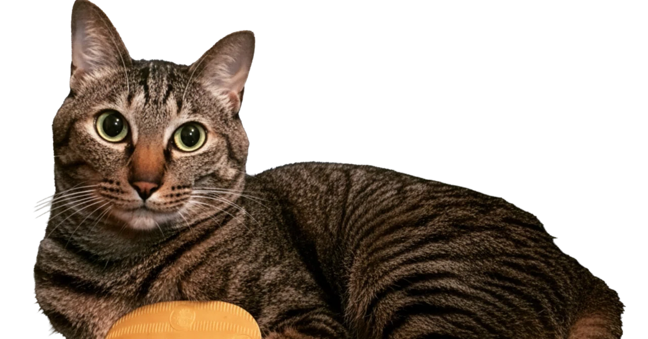 ネコの小判 猫に小判。｜オレはニャン蔵