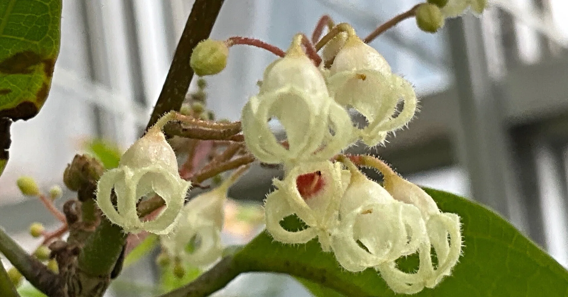 ピンポンノキ（京都府立植物園）：2026年4月7日（火）｜藤井秀昭