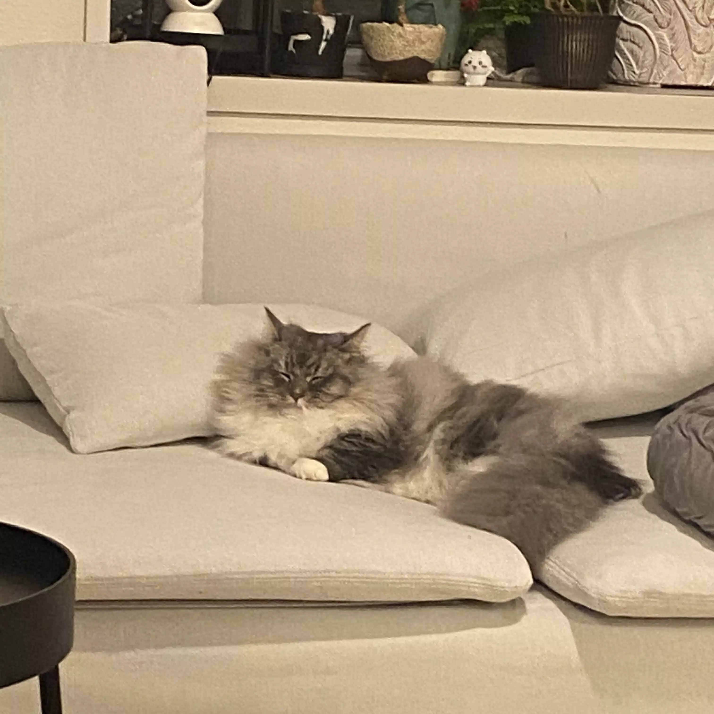 大島です
