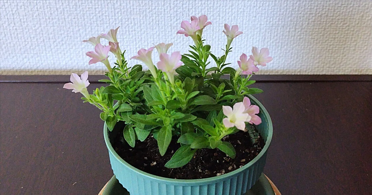 ペチュニア「りん」の植え替え 〜初夏を思わせる日に〜｜九條正博｜歴史学