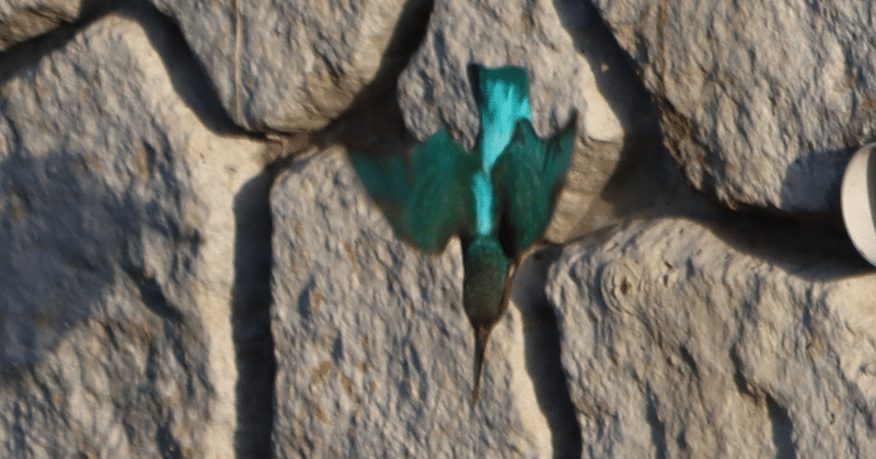 カワセミの子育てとオスの失踪事件