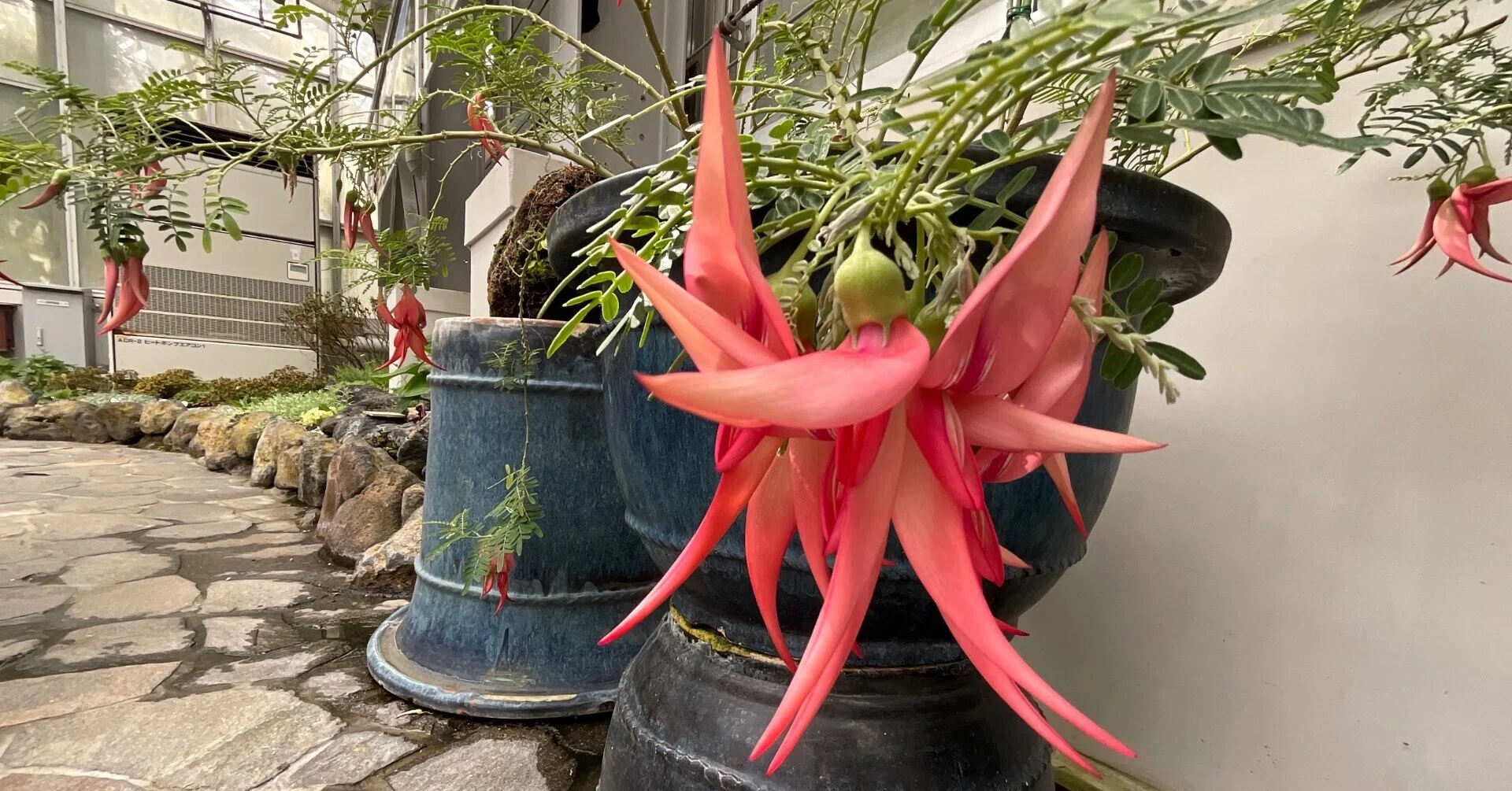 クリアンツス・プニケウス（京都府立植物園）：2026年4月20日（月