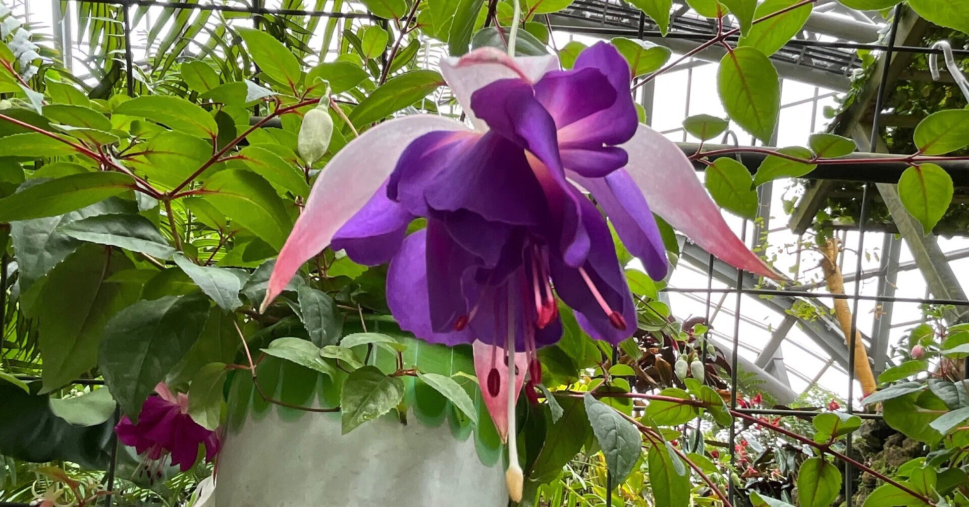 フクシア 'ブルー・エンゼル'（京都府立植物園）：2026年4月15日（水
