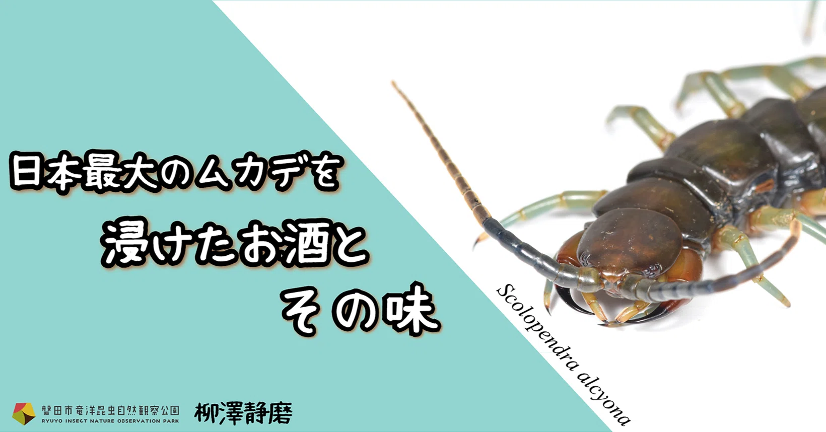 日本最大のムカデを浸けたお酒とその味｜竜洋昆虫自然観察公園