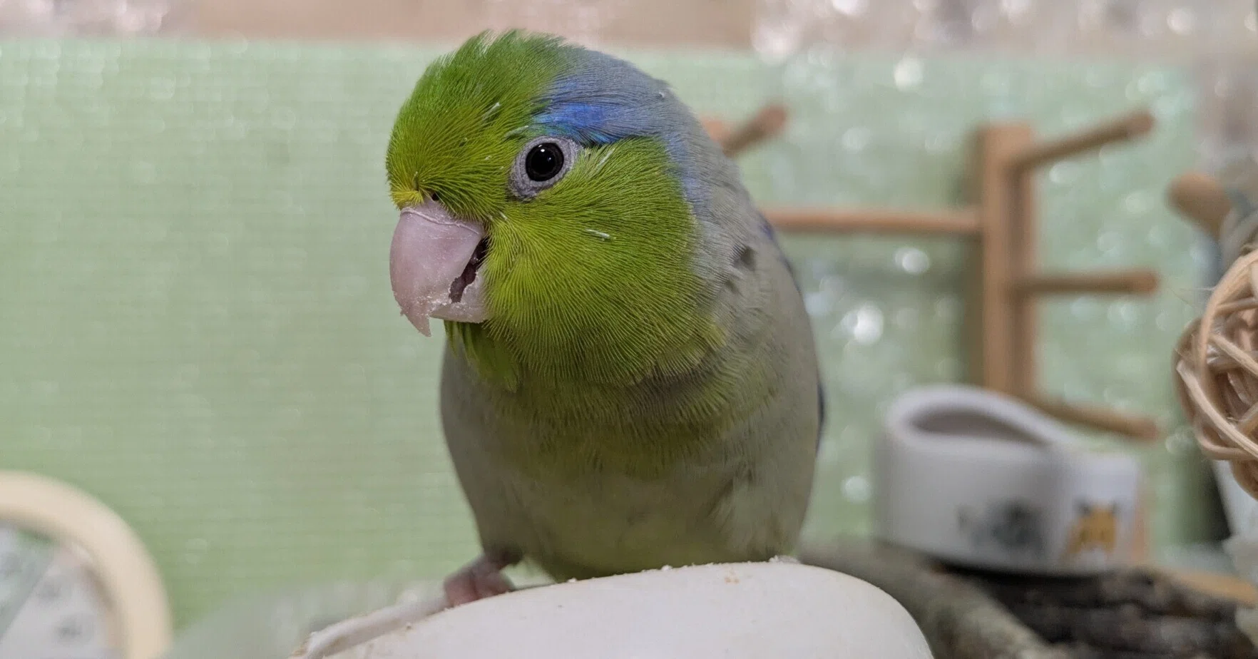 2026/04/14 我が家のマメルリハの一コマ～鳥嫌いと嫌われている小鳥 