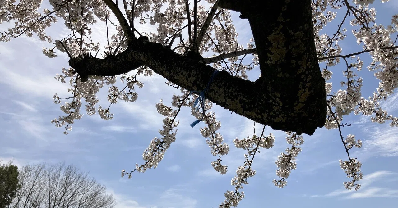 今年の春風景｜アトリエトモコ