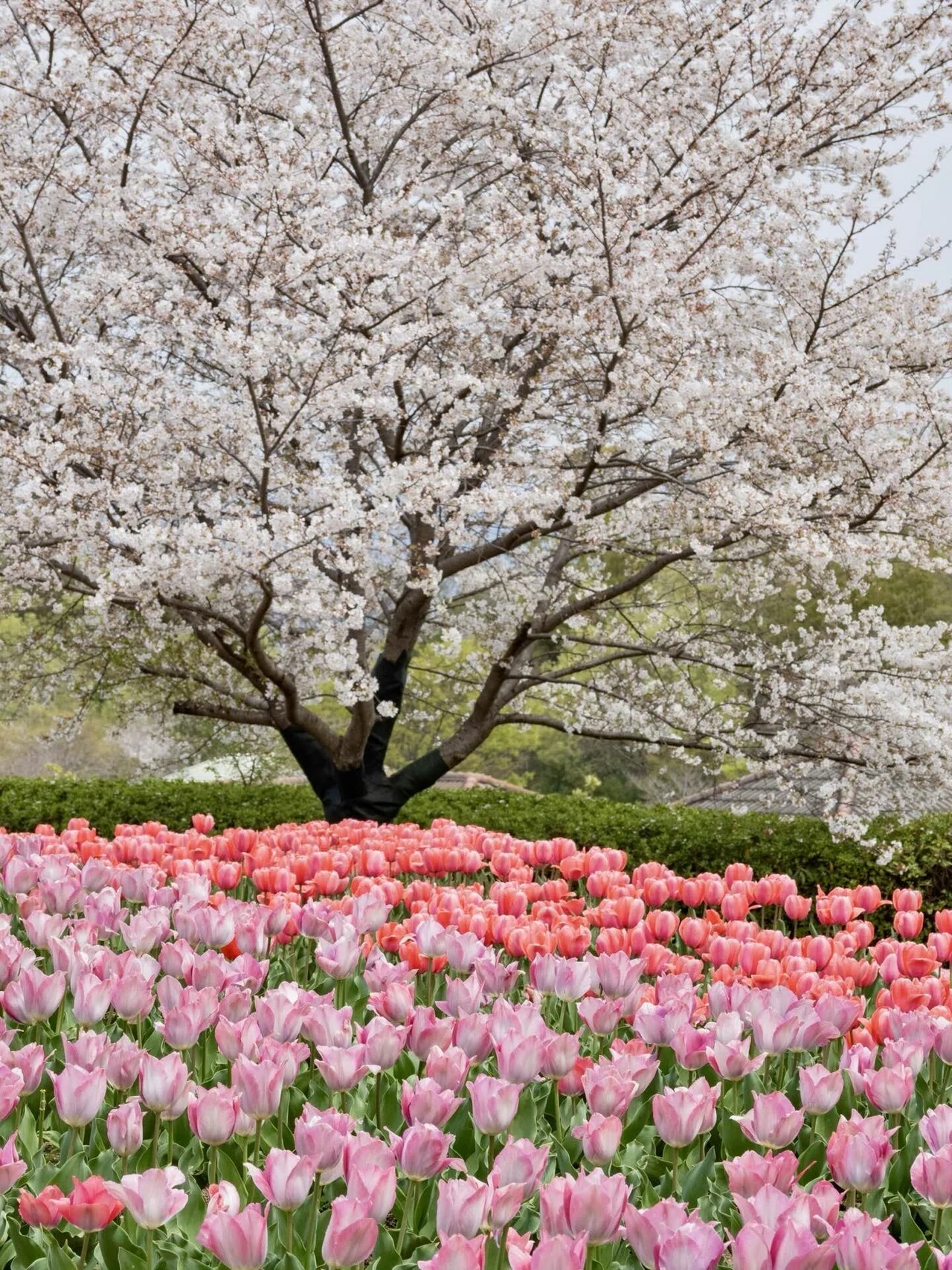 馬見 丘陵 公園 チューリップ
