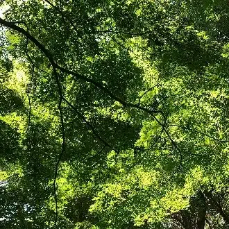 Kayenne【花艶】