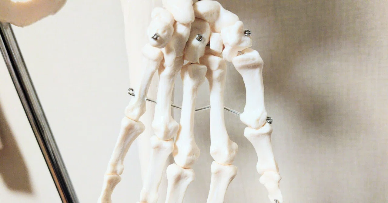 手首の解剖学|手根骨と手根管｜千葉俊太｜心と身体をオステオパシーの視点から考える理学療法士