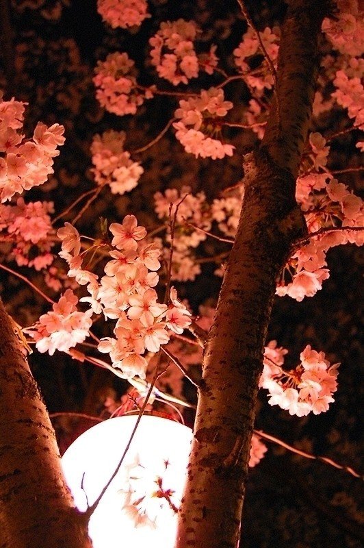 近所の桜並木。午後10時の夜桜。ところで夜桜と言えば、Aldiousの名曲「夜桜」があるね。え、知らない？今日の作業BGMはAldiousでヘドバンギャー🎵