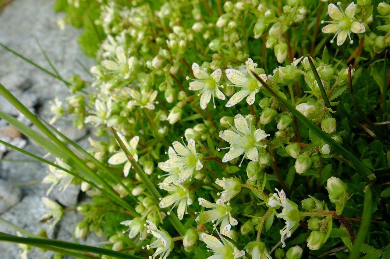 綺麗な色の花 シコタンソウ Hhaannaaiihh Note 綺麗な色の花 シコタンソウ Hhaannaaiihh Note