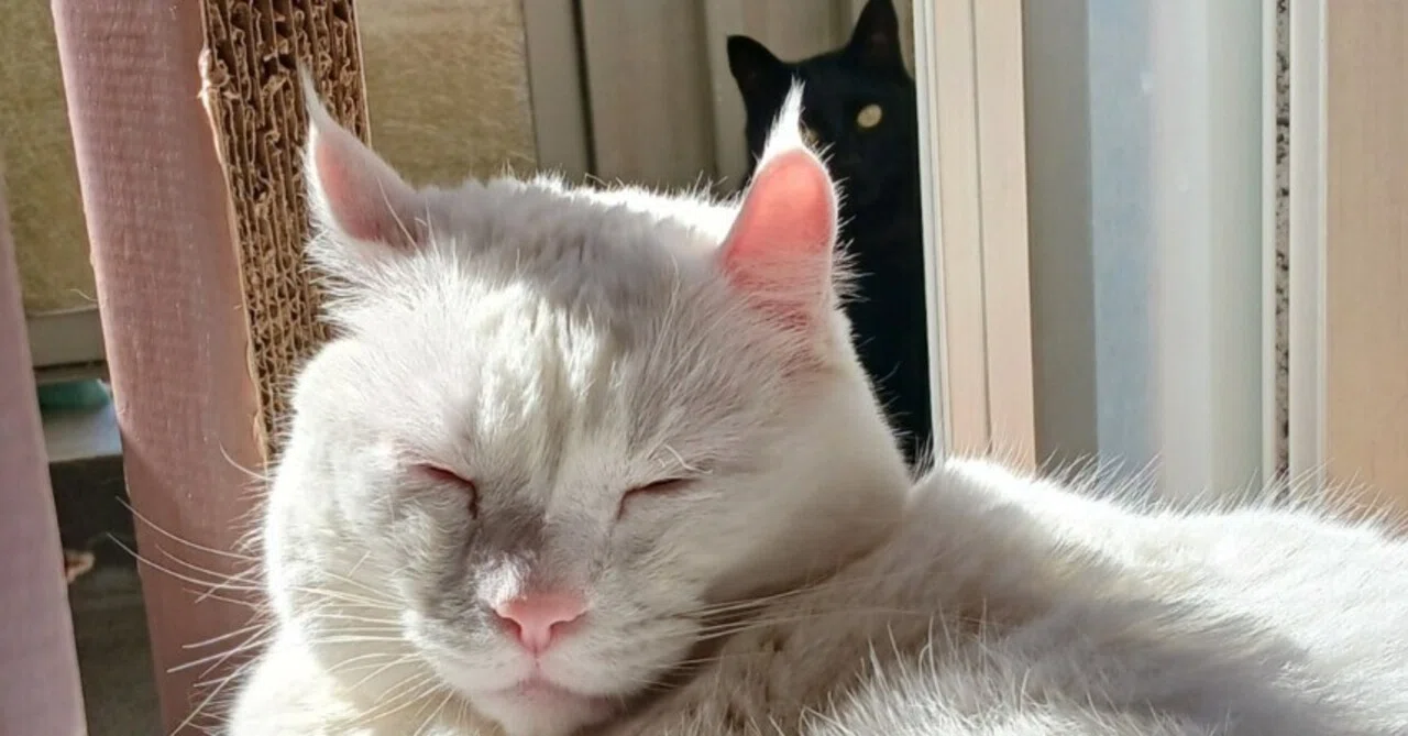 今日も平和です🍀オセロコンビ🤍🖤猫日記😸｜ねる