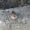 白河蛍