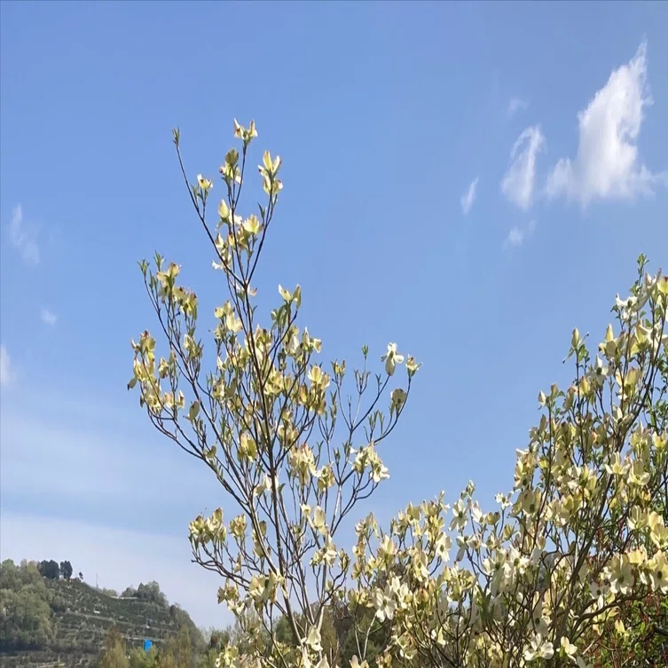 花水木、 南河内郡太子町｜Yukihiko Yamada