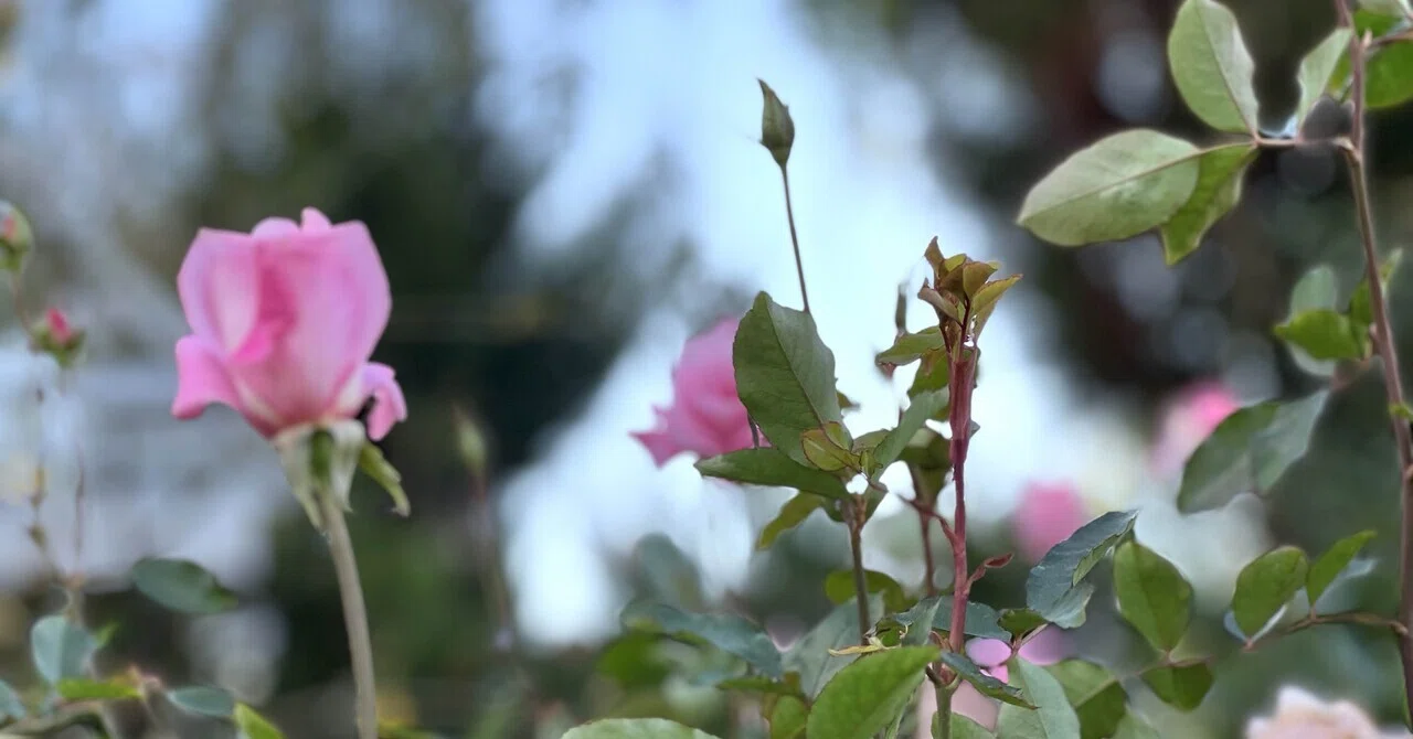 薔薇という字―｜むらかみこういちとソラノエ塾