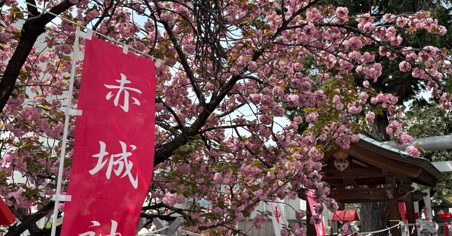 今日の「散歩」】＿「赤城神社と御朱印と八重桜」｜由良上野介