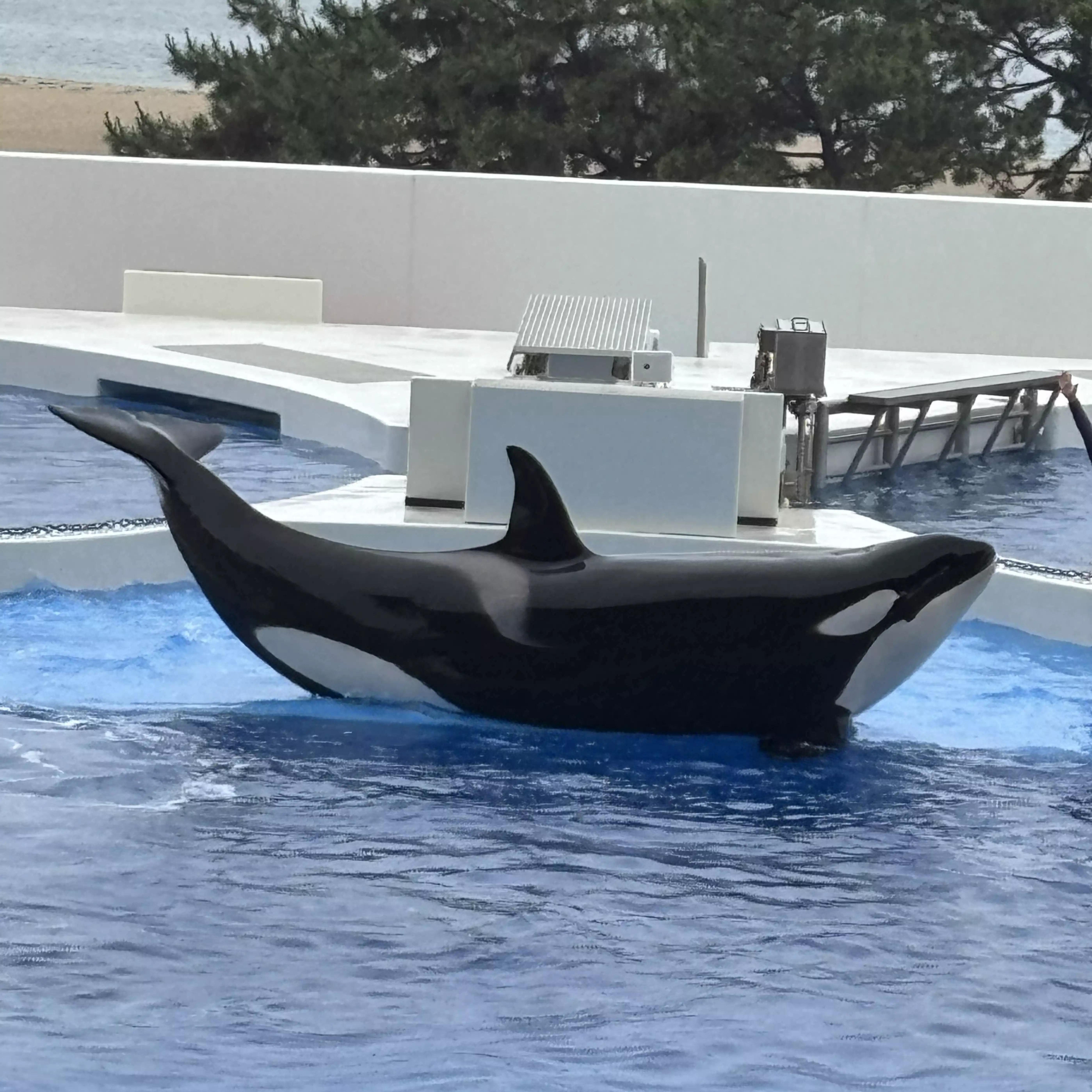 シャチキチ