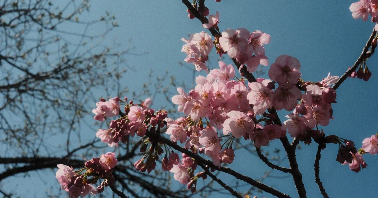 X-M5｜桜スナップ｜Haruna
