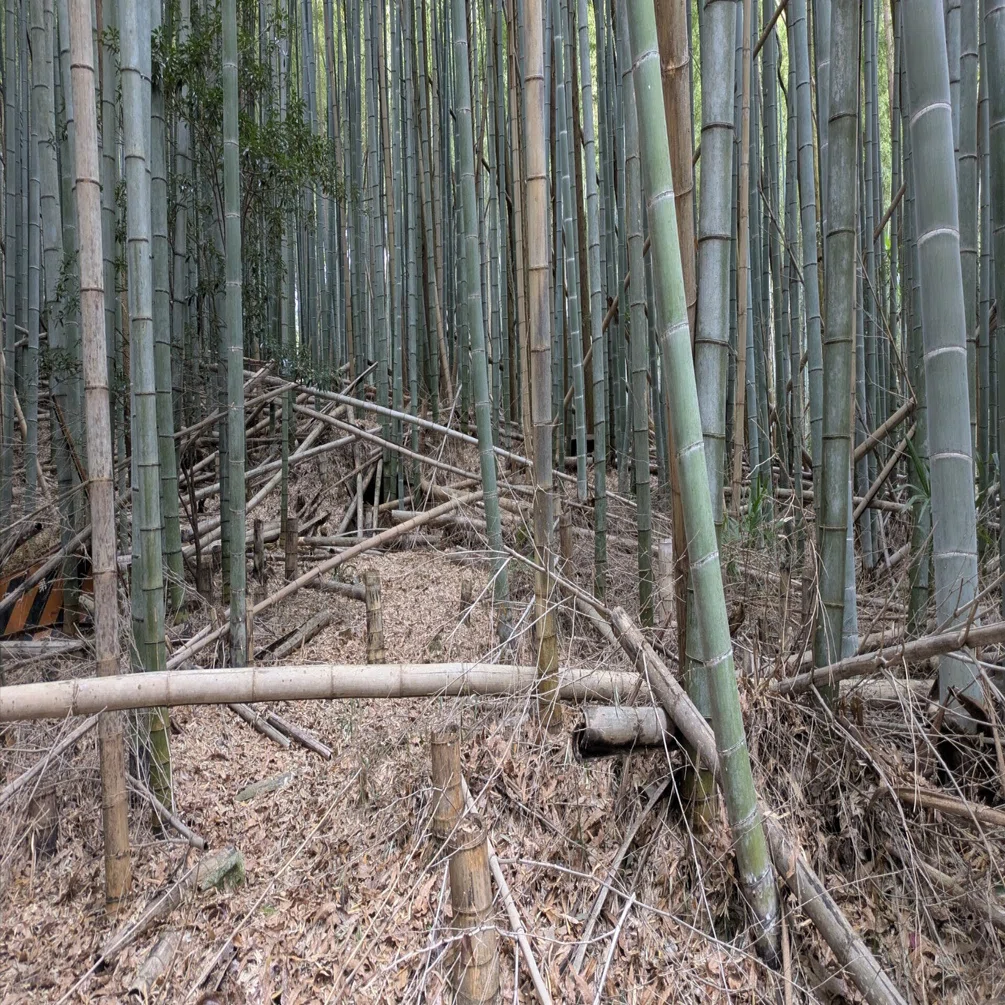 竹林が日本を飲み込んでいる。だから、僕たちは筍を売ることにした