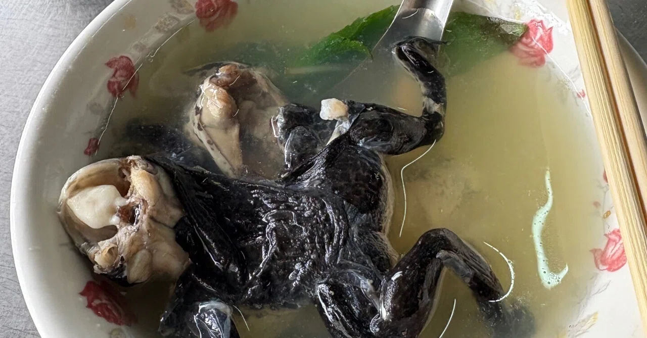 Frog Soup｜愛媽祖