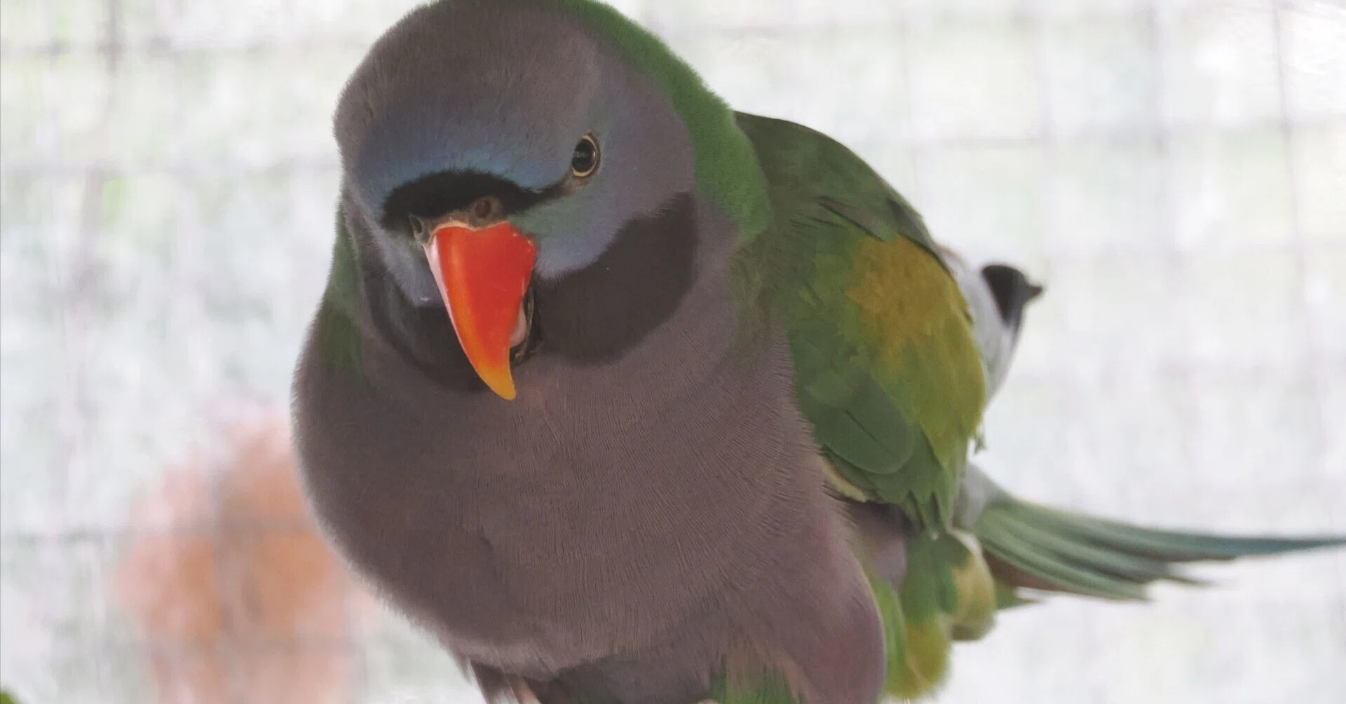 リクエストNO.2605☆ヨウム オオダルマインコ☆実物大 顔の模様がダルマみたい│オオダルマインコ Derbyan Parakeet｜M_ayumi