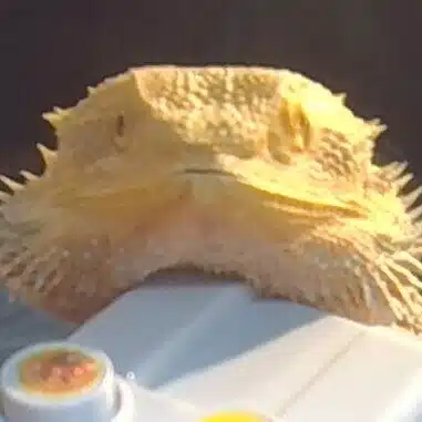 ミセスファン