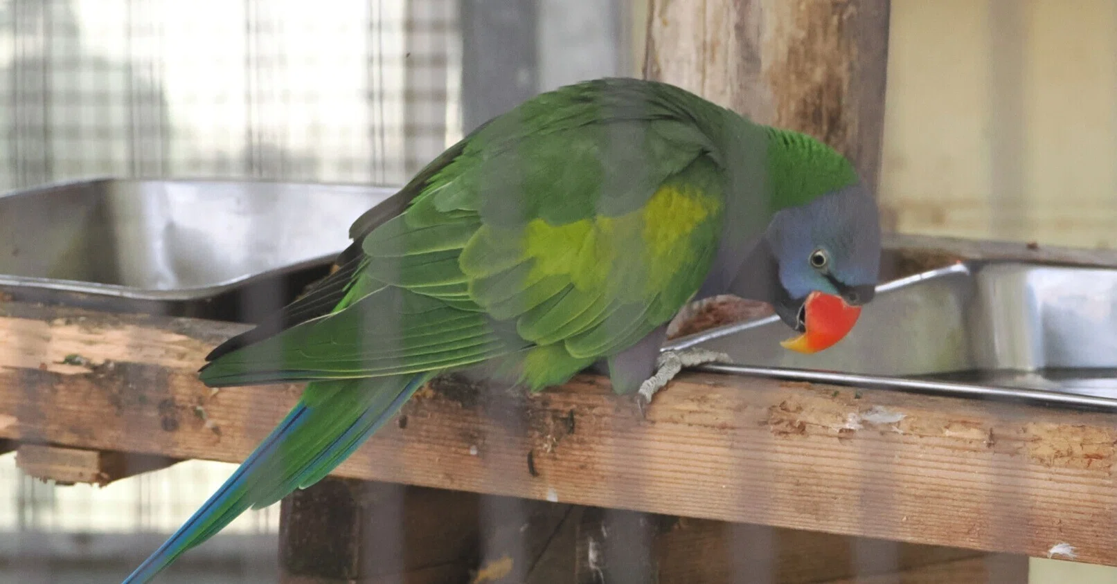 オオダルマインコの写真集｜M_ayumi