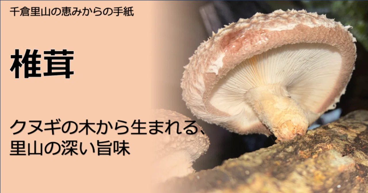 椎茸：クヌギの木から生まれる、里山の深い旨味｜千倉里山ファーム