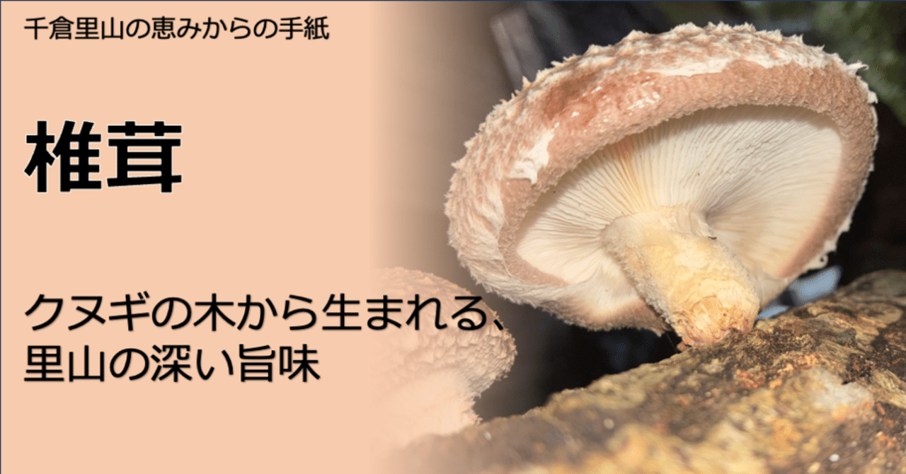 椎茸：クヌギの木から生まれる、里山の深い旨味｜千倉里山ファーム