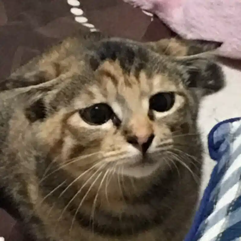 毒嫁（元嫁）と、その連れ子の悪行に悩む人
