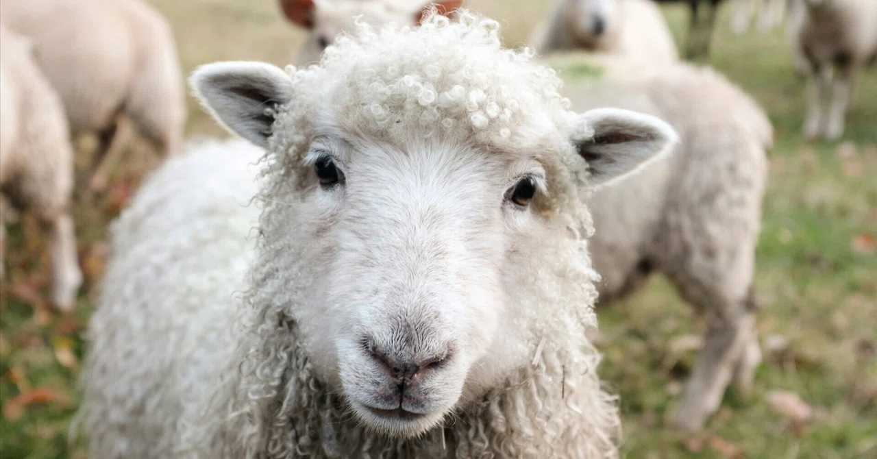 At the speed I fall asleep, the sheep have lost their jobs｜おりたたみもぐら