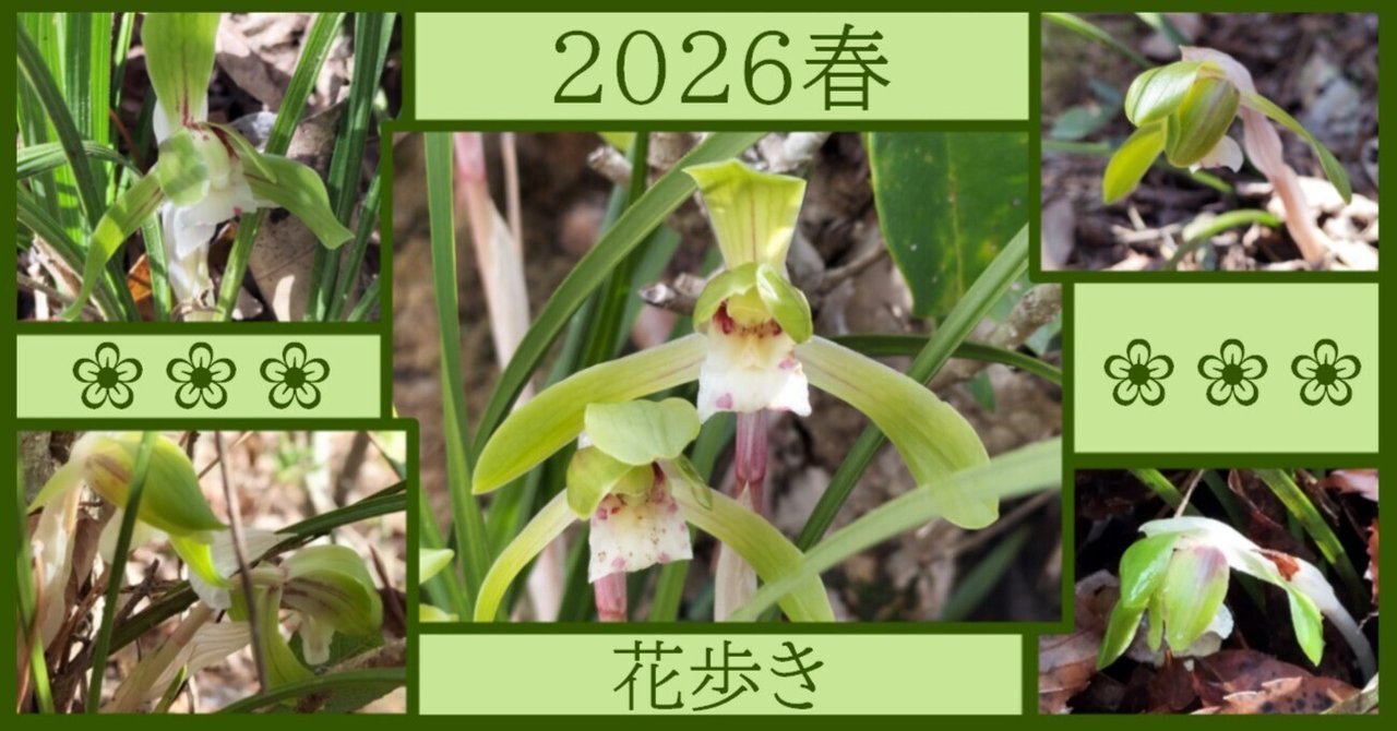 小斑あかり 花まつりのゾウさん 3mの白いゾウ！ 釈迦の誕生祝う「花まつり」 | 上越妙高タウン情報