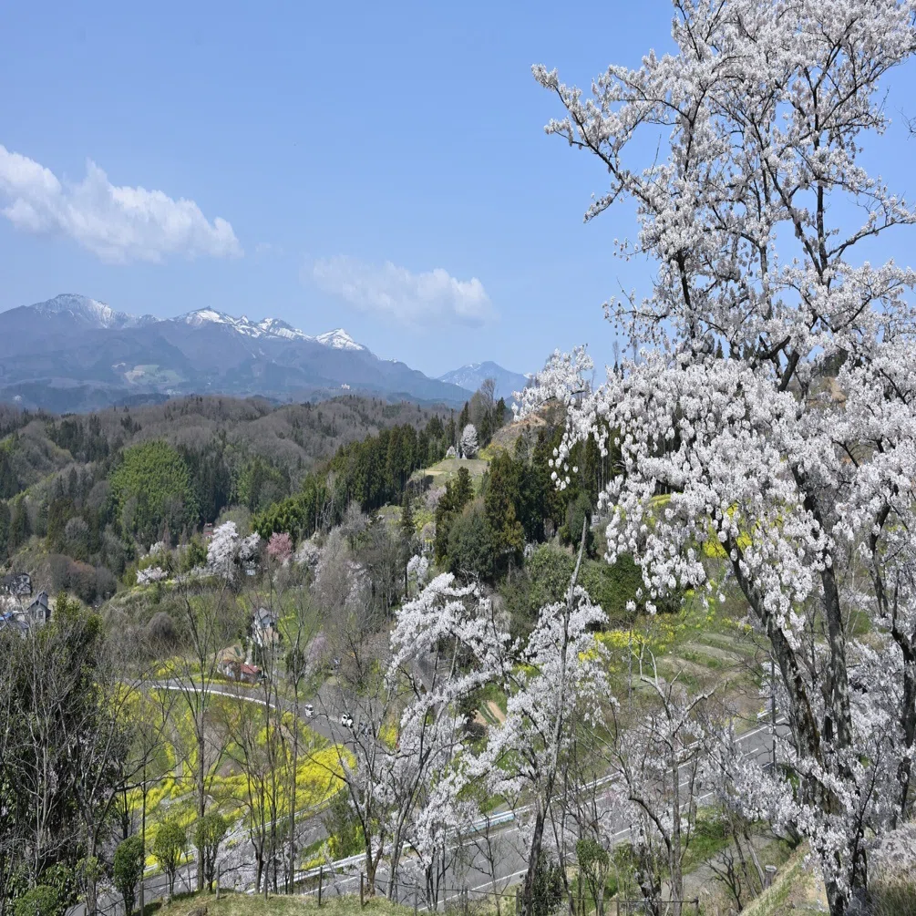 霞ヶ城公園／二本松城跡｜安達太良山を仰ぎつつ、桜に包まれた城跡を