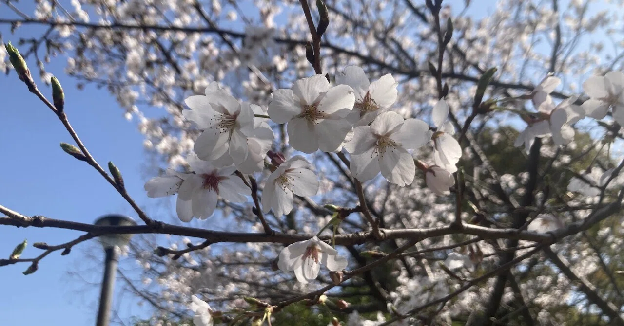 20260418 桜の季節過ぎたら｜よひら