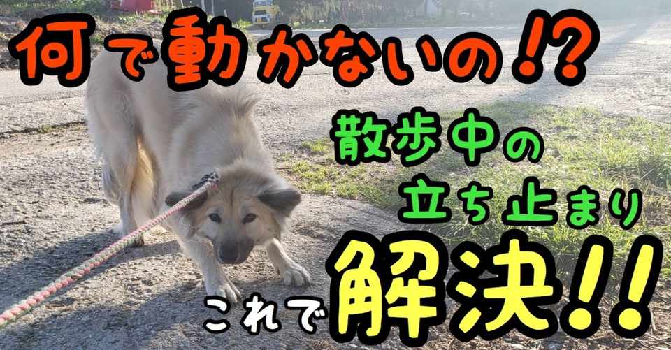 何で動かないの 散歩中の立ち止まりはこれで解決 ドッグライフサポーター 獅子パパ Note