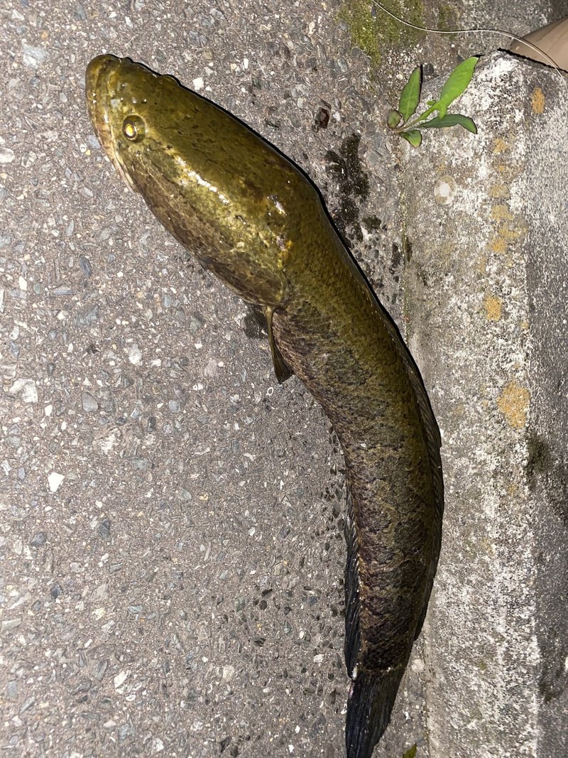 川の珍味雷魚を食べる かず Note