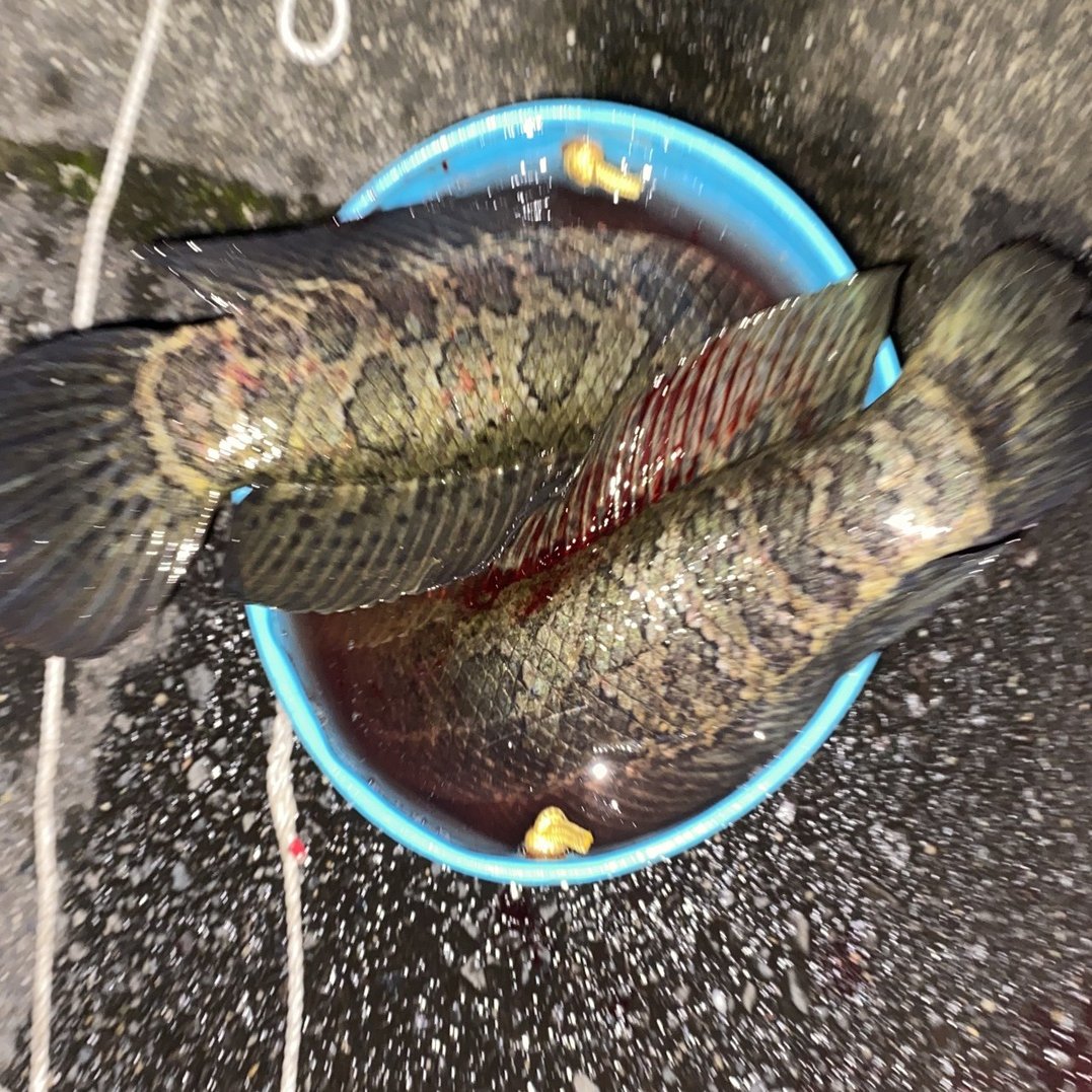 川の珍味雷魚を食べる かず Note