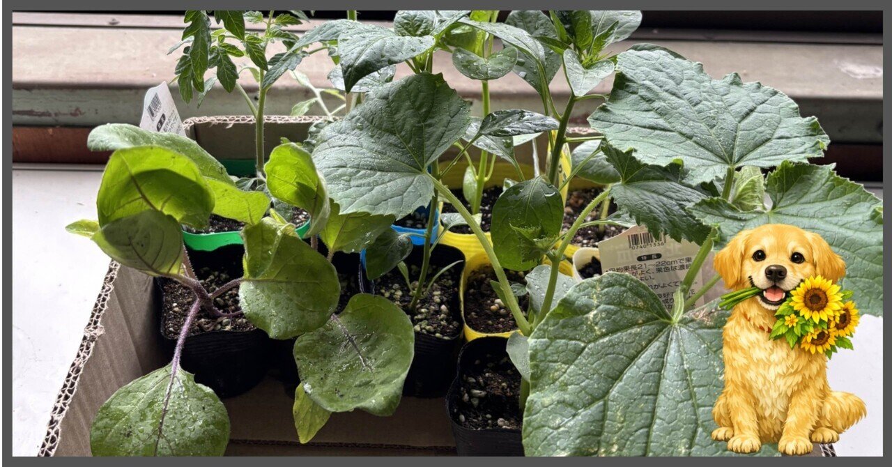 夏野菜①｜ズボラ家族の園芸日記＊himawari＊