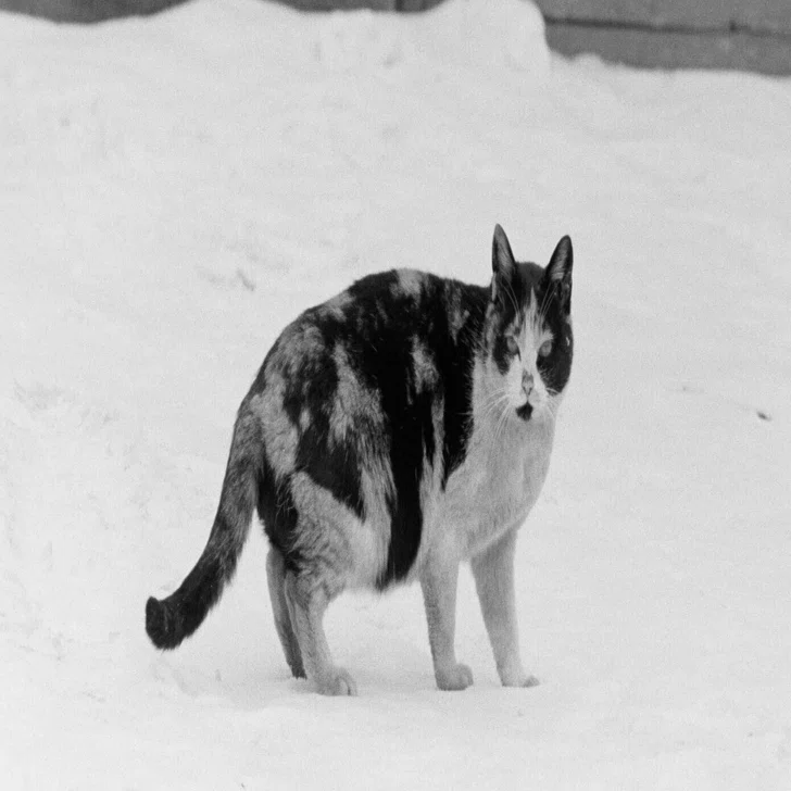   大型本 モノクロ写真 二十世紀のフィルム猫・モノクロ編｜Noris