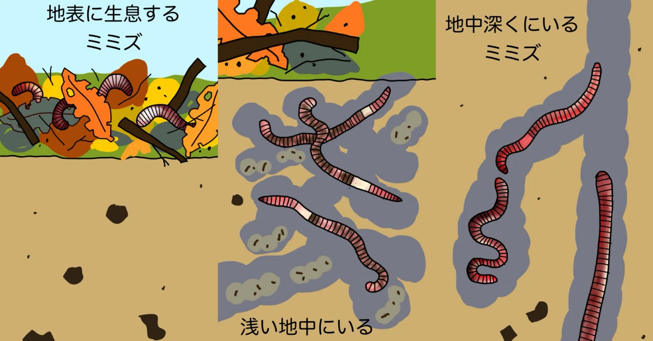 ミミズって何のために生きているんすかね。——知れば知るほど、なくては