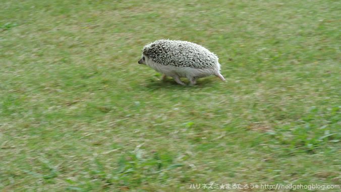 ブログ更新しました 動画 ハリネズミたちは日によってとても落ち着きの無い日があります Http Hedgehogblog Com Archives 480 ハリネズミ まるたろう Note