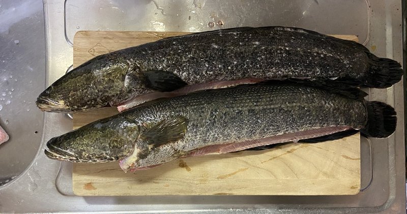 川の珍味雷魚を食べる かず Note
