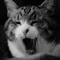 imamuu: