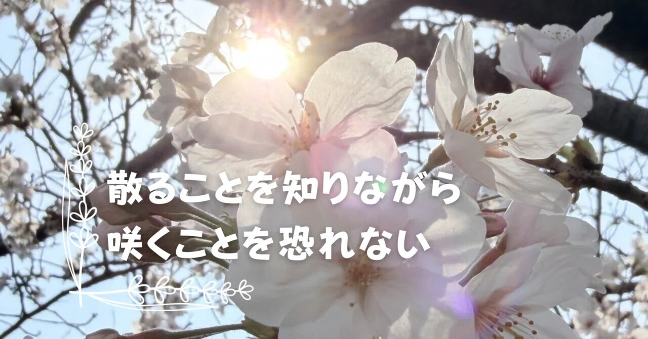 拝啓サクラさく🌸〜散ることを知りながら咲くことを恐れない｜あず