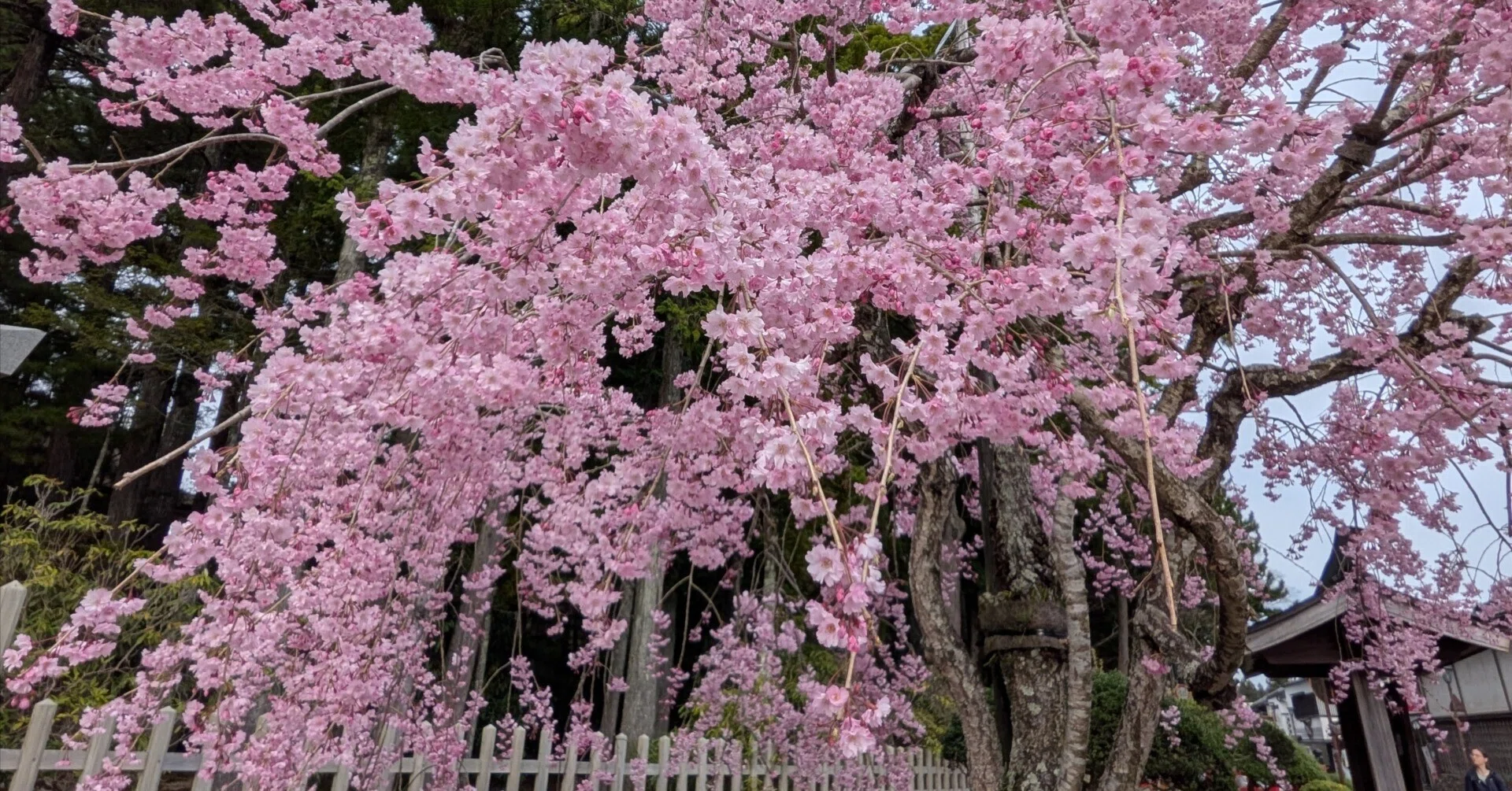 今年は早い！【高野山の桜🌸2026】｜さりー