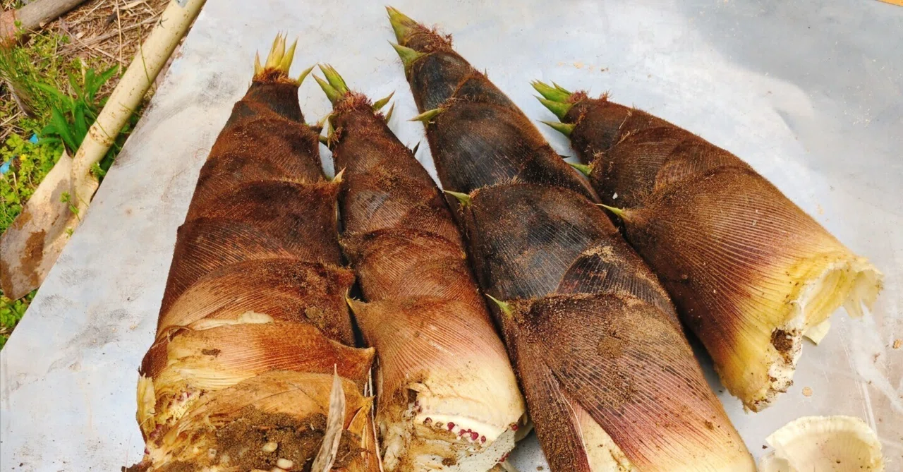 I went bamboo shoot digging🌿｜あんこ＠家事代行
