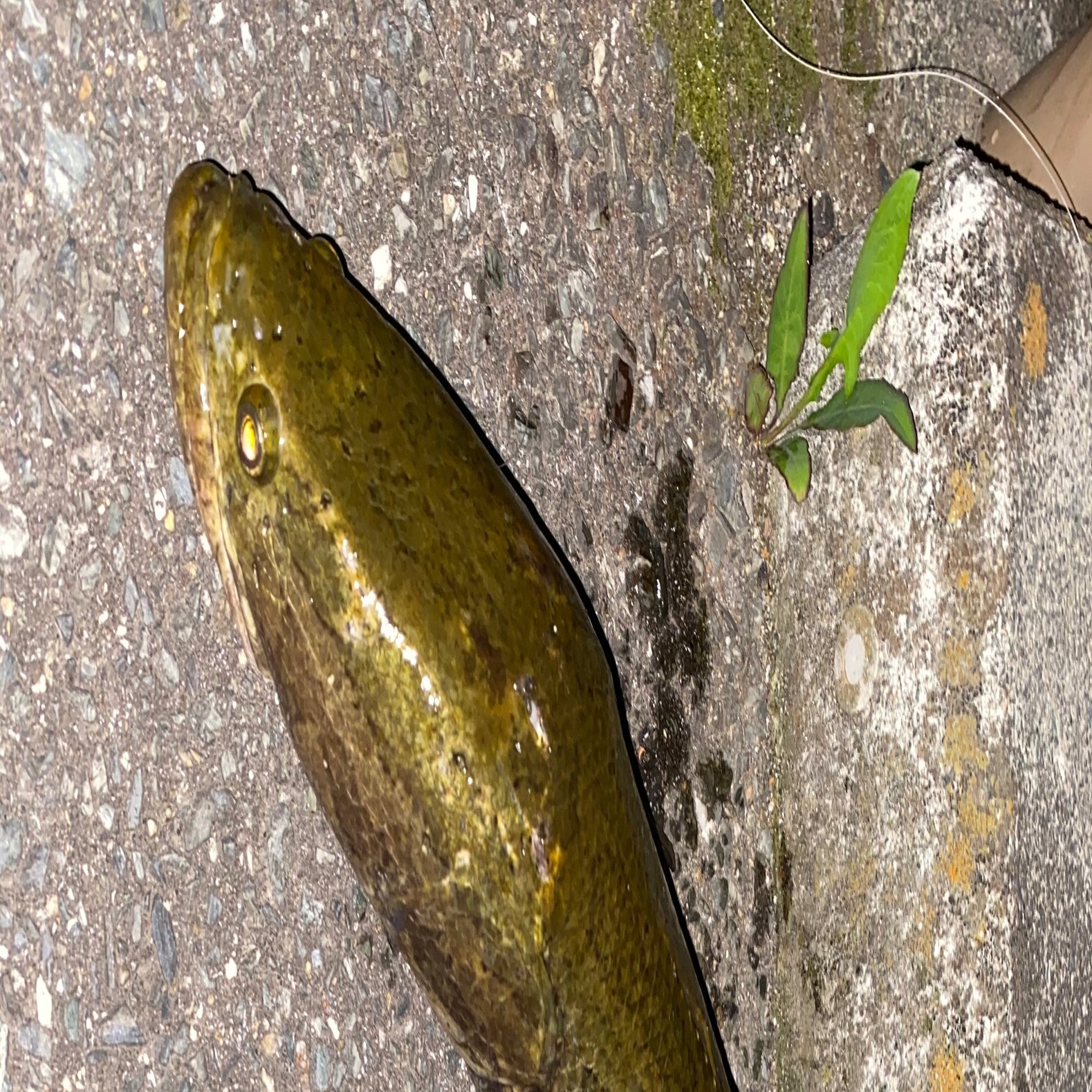 川の珍味雷魚を食べる かず Note