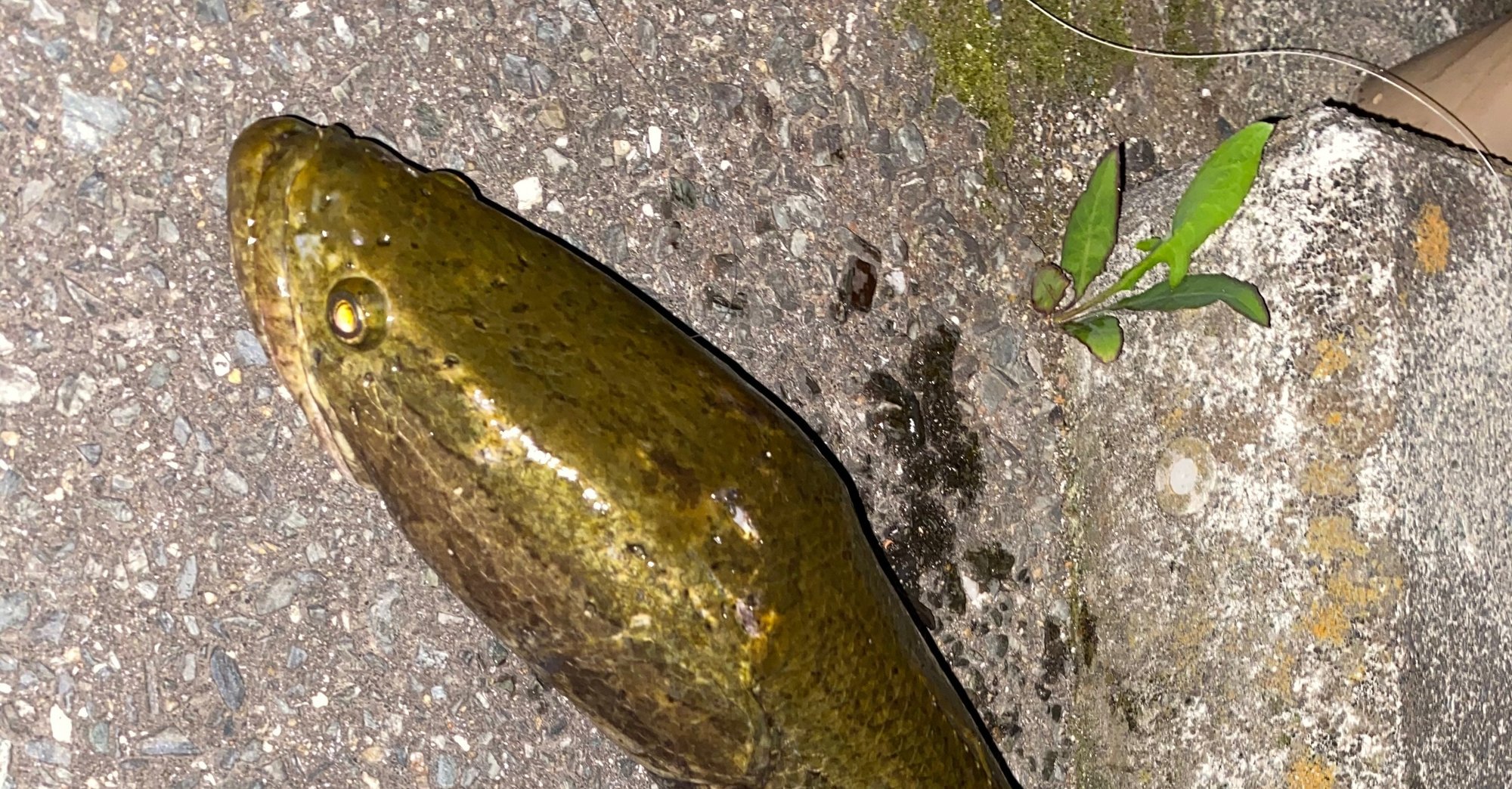 川の珍味雷魚を食べる かず Note 川の珍味雷魚を食べる かず Note